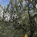 Casa Dell'olivo *